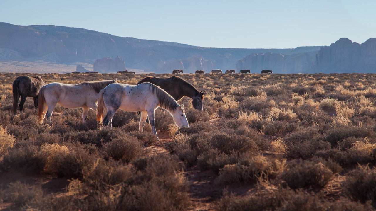 Natural State Nomads - Monument Valley Wild Horses